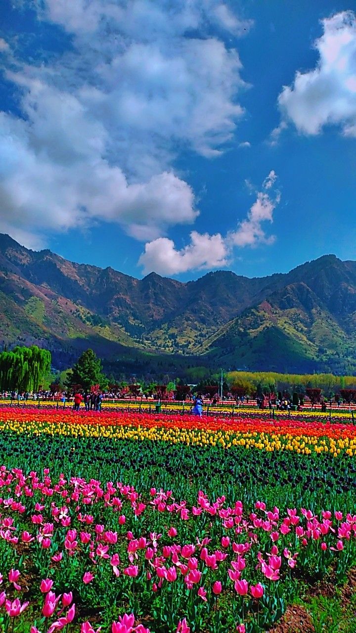 Tulip Garden